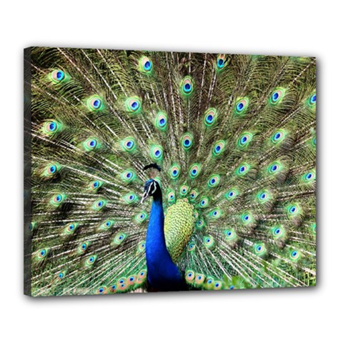 Blue And Green Peacock Canvas 20  X 16  (stretched) by Pakrebo