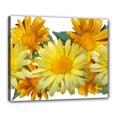 Daisies Flowers Yellow Arrangement Canvas 20  X 16  (stretched) by Pakrebo