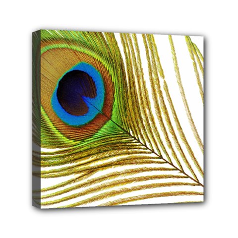 Peacock Feather Plumage Colorful Mini Canvas 6  X 6  (stretched) by Sapixe