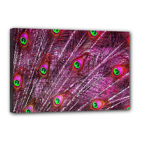 Peacock Feathers Color Plumage Canvas 18  X 12  (stretched) by Sapixe