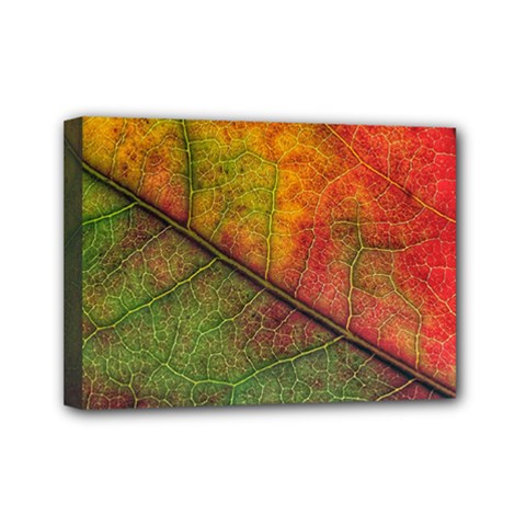 Fall Foliage Color Leaf Veins Mini Canvas 7  X 5  (stretched) by Wegoenart