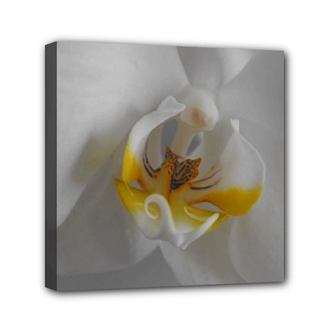 Orchidée Blanche Fleur Mini Canvas 6  X 6  (stretched) by kcreatif