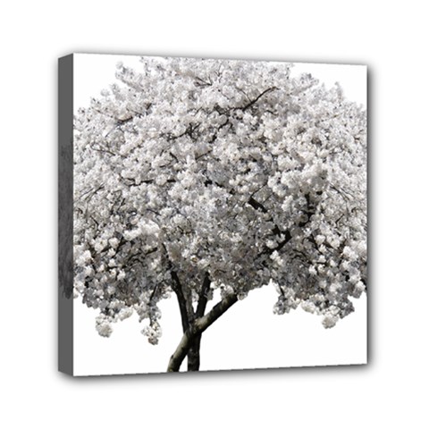 Nature Tree Blossom Bloom Cherry Mini Canvas 6  X 6  (stretched) by Sapixe