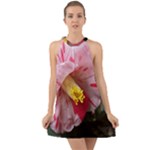 Striped Pink Camellia II Halter Tie Back Chiffon Dress