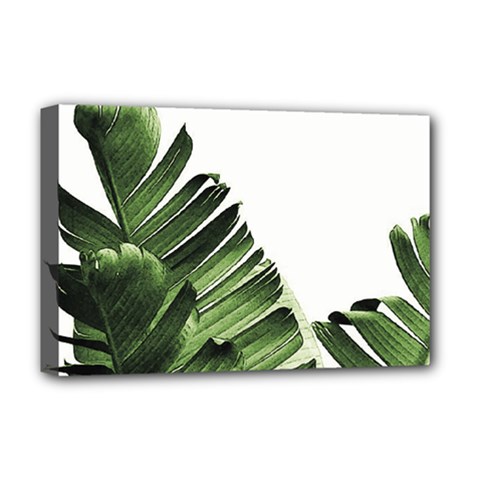 Green Banana Leaves Deluxe Canvas 18  X 12  (stretched)