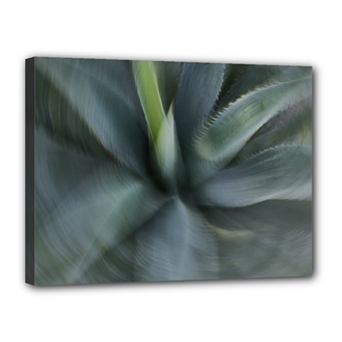 The Agave Heart In Motion Canvas 16  X 12  (stretched) by DimitriosArt