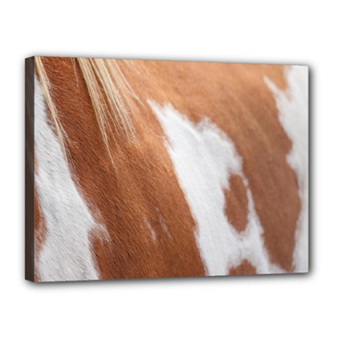 Horse Coat Animal Equine Canvas 16  X 12  (stretched) by artworkshop