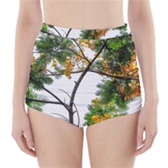 Tree Sunlight Forest Nature Landscape Sunrise Fog High-waisted Bikini Bottoms by danenraven