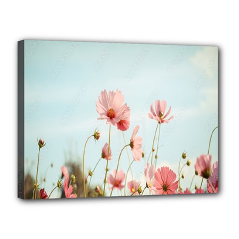 Cosmos Flower Blossom In Garden Canvas 16  X 12  (stretched) by artworkshop