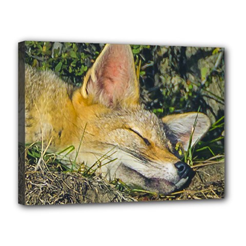 Fox Sleeping Closeup Photo Canvas 16  X 12  (stretched) by dflcprintsclothing