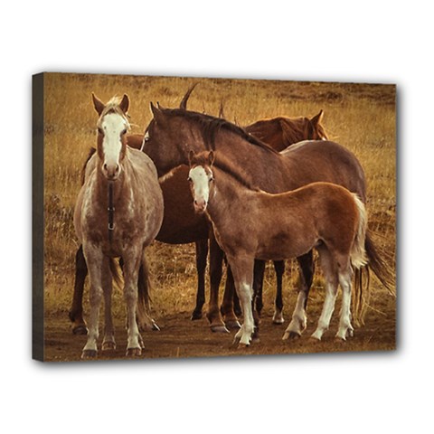 Wild Horses At Patagonia Landscape, Argentina Canvas 16  X 12  (stretched) by dflcprints
