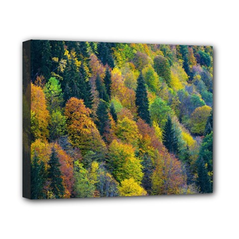 Forest Trees Leaves Fall Autumn Nature Sunshine Canvas 10  X 8  (stretched)