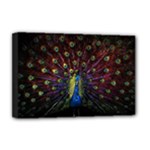 Peacock Feathers Deluxe Canvas 18  x 12  (Stretched)