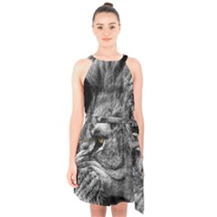 Angry Male Lion Roar Wild Animal Halter Collar Waist Tie Chiffon Dress by Cendanart