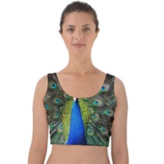 Peacock Bird Feathers Pheasant Nature Animal Texture Pattern Velvet Crop Top by Bedest