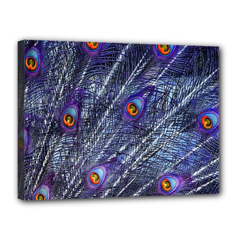Peacock Bird Feathers Coloured Plumage Canvas 16  X 12  (stretched)