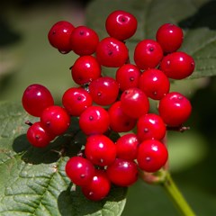 00 red berries