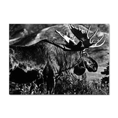 Vintage Usa Alaska Bull Moose 1970 100 Pack A4 Sticker by Vintagephotos
