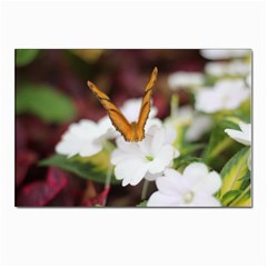 Butterfly 159 Postcard 4 x 6  (10 Pack) by pictureperfectphotography