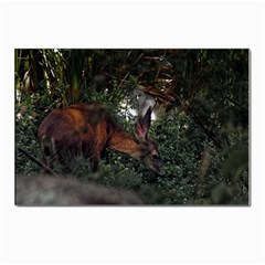A Deer Eating In The Creek Postcards 5  X 7  (10 Pack) by designsbyvee
