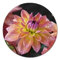 Dahlia Garden  Magnet 5  (round) by ADIStyle