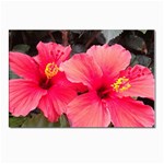 Red Hibiscus Postcards 5  x 7  (10 Pack)