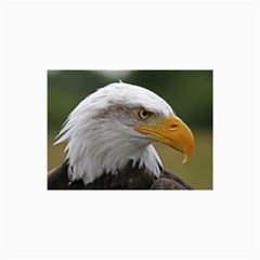Bald Eagle (2) Canvas 24  X 36  (unframed) by smokeart