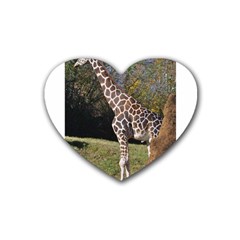 Giraffe Drink Coasters (heart) by plindlau