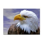 Bald Eagle A4 Sticker 100 Pack Front