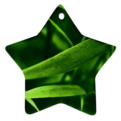 Bamboo Star Ornament by Siebenhuehner