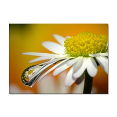 Daisy With Drops A4 Sticker 10 Pack by Siebenhuehner