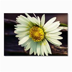 Daisy Postcard 4 x 6  (10 Pack) by Siebenhuehner