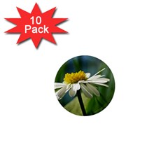 Daisy 1  Mini Button Magnet (10 Pack) by Siebenhuehner