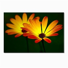 Osterspermum Postcard 4 x 6  (10 Pack) by Siebenhuehner