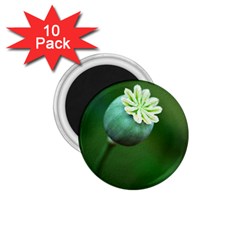 Poppy Capsules 1 75  Button Magnet (10 Pack) by Siebenhuehner