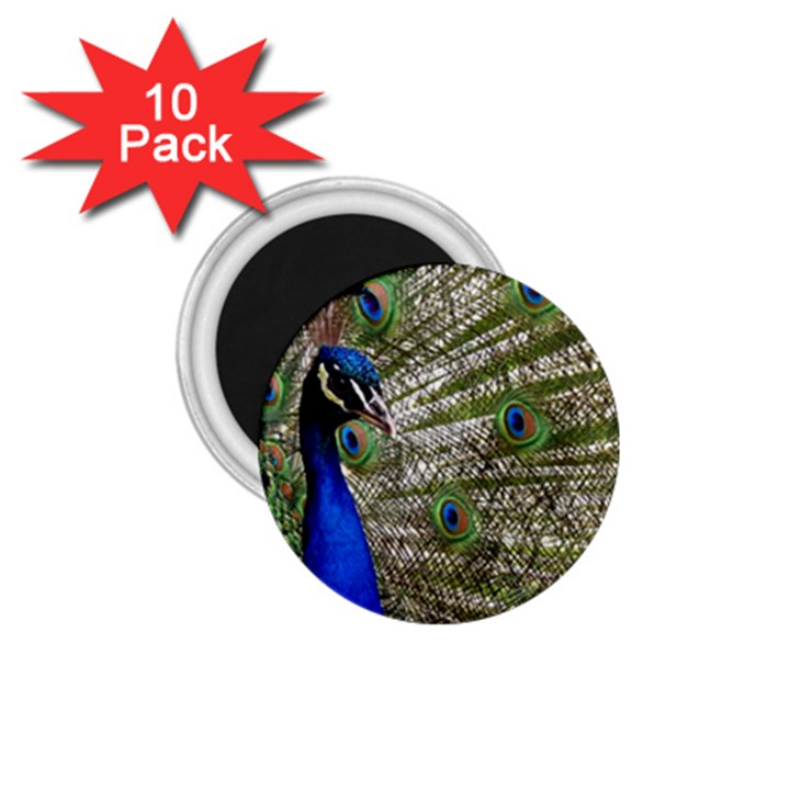 Peacock 1.75  Button Magnet (10 pack)