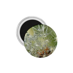 Dandelion 1 75  Button Magnet by Siebenhuehner