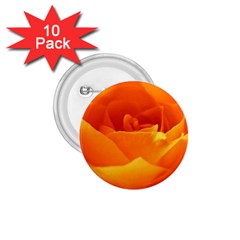 Rose 1 75  Button (10 Pack) by Siebenhuehner