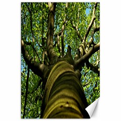 Tree Canvas 20  X 30  (unframed) by Siebenhuehner