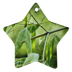 Bamboo Star Ornament (two Sides) by Siebenhuehner