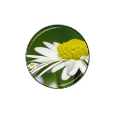 Daisy With Drops Golf Ball Marker 4 Pack (for Hat Clip) by Siebenhuehner