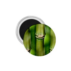 Bamboo 1 75  Button Magnet