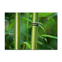 Bamboo A4 Sticker 100 Pack