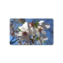 Cherry Blossoms Magnet (name Card) by DmitrysTravels