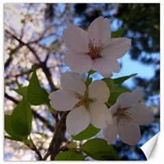 Sakura Canvas 16  X 16  (unframed) by DmitrysTravels