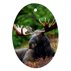 Majestic Moose Oval Ornament by StuffOrSomething