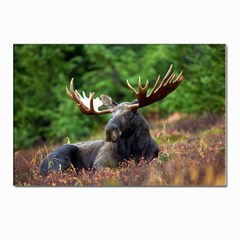 Majestic Moose Postcards 5  X 7  (10 Pack) by StuffOrSomething