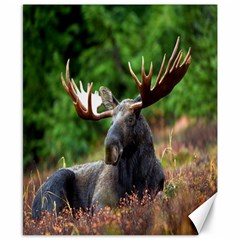 Majestic Moose Canvas 8  X 10  (unframed) by StuffOrSomething