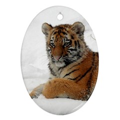 Tiger 2015 0101 Oval Ornament (two Sides) by JAMFoto