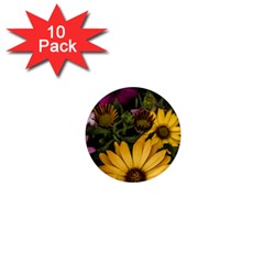 Beautiful Colourful African Daisies  1  Mini Magnet (10 Pack)  by OZMedia